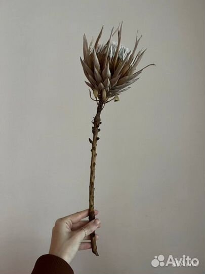 Протея сухоцвет Африканская роза