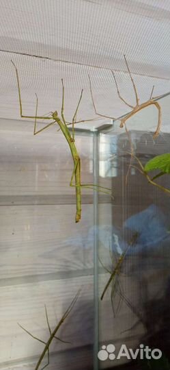 Яйца аннамских палочников