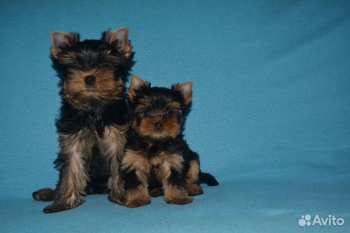 Самые красивые