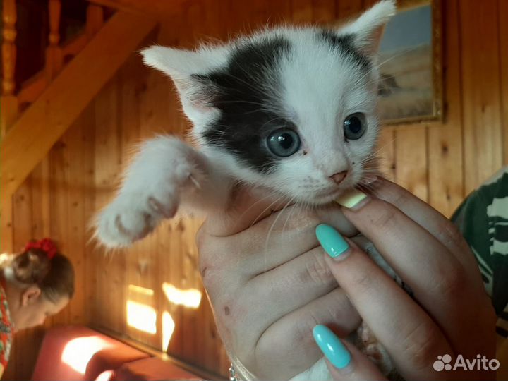 Котята из приюта