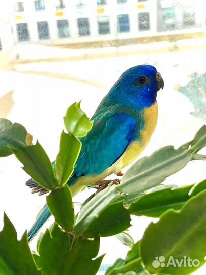 Глянцевые попугаи