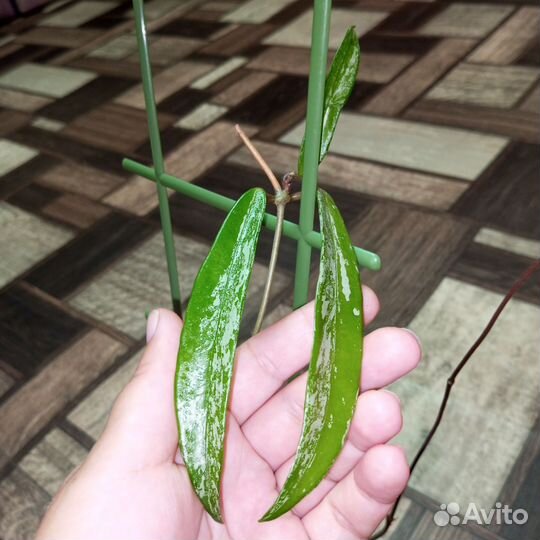 Хойи на срез