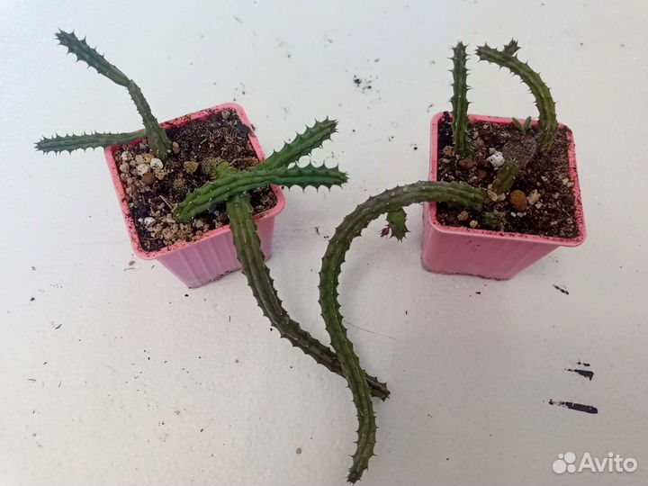 Гуэрния и стапелия