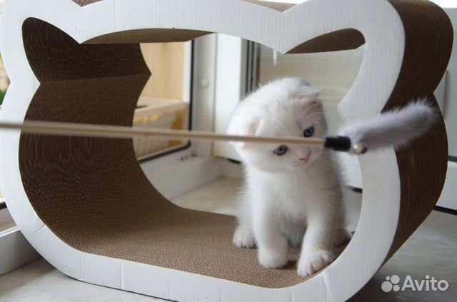 Манчкин котята белые вислоухие с длинными лапам объявление продам