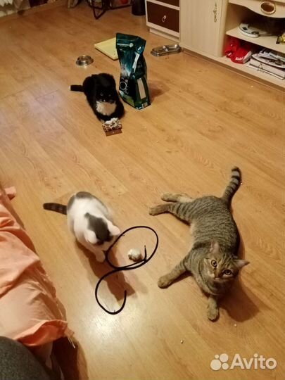 Передержка животных