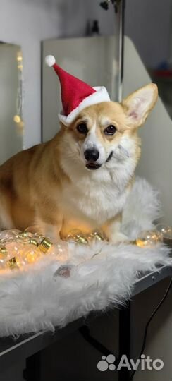 Груминг/Стрижка собак и кошек