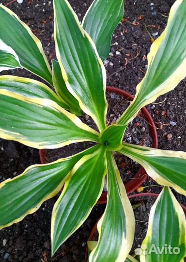 Хоста. Астильба саженцы