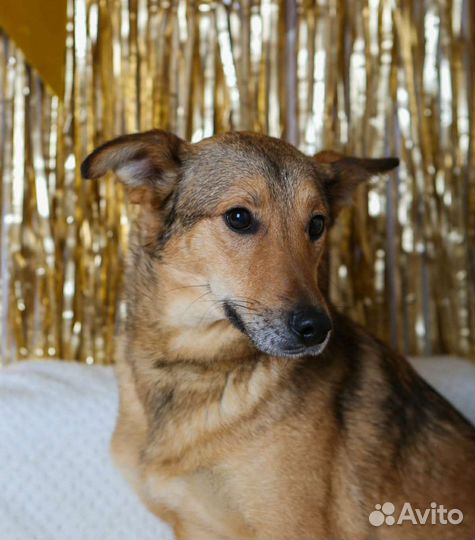 Маленькая, трогательная Одри ждёт своего человека