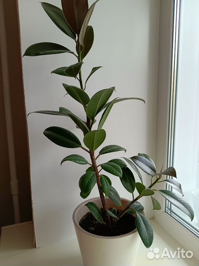 Фикус Мелани