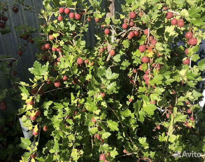 Крыжовник саженцы