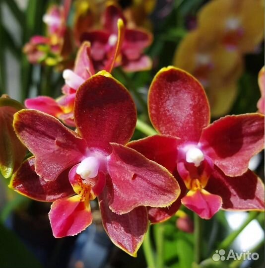 Пелорик бабочка Феникс