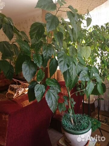 Гибискус, китайская роза