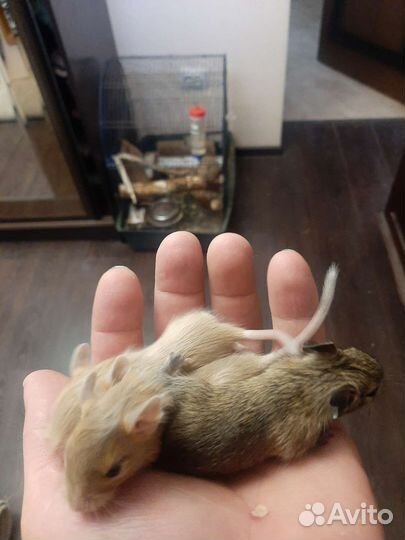 Чилийские белки Дегу малыши песок