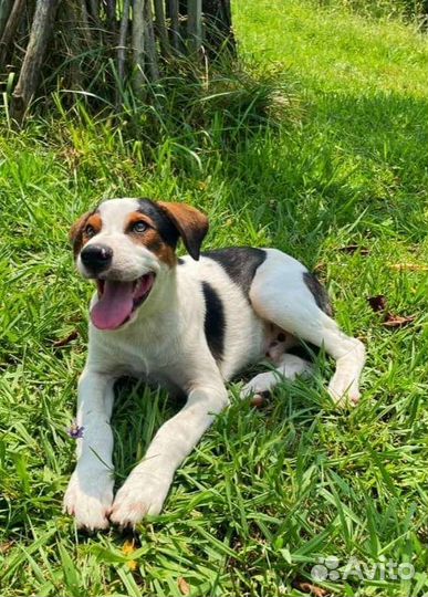 Щенок Брюс в добрые руки