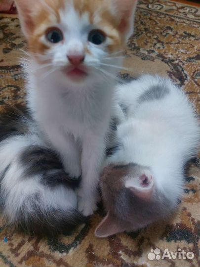 Отдам котят в добрые руки телефон для связи