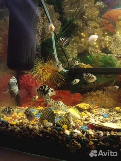 Рыбка Сапфировый попугай в аквариум