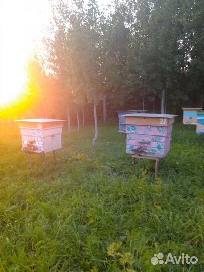 Продам ульи для пчел