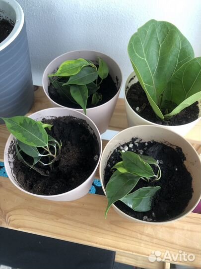 Фикус бенджамина