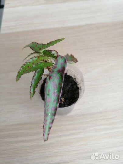 Комнатные растения