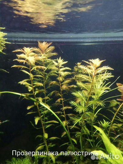 Аквариумные растения