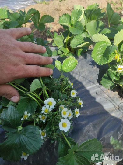 Рассада клубники