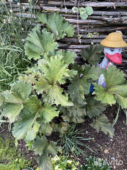 Бузульник Гранито