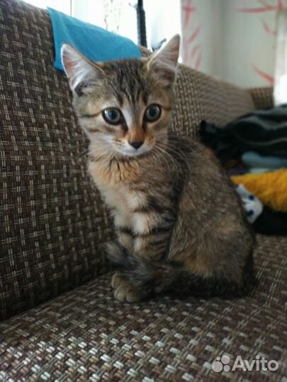 Котенок ищет дом