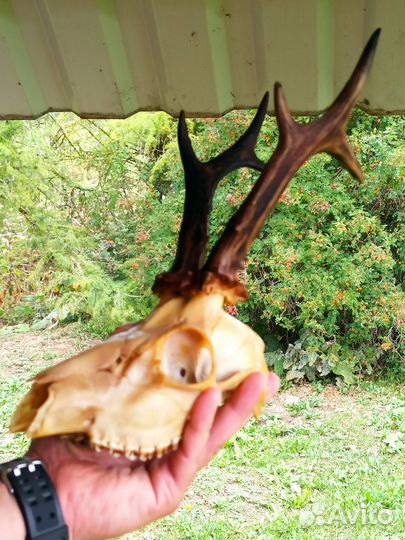 Череп косули