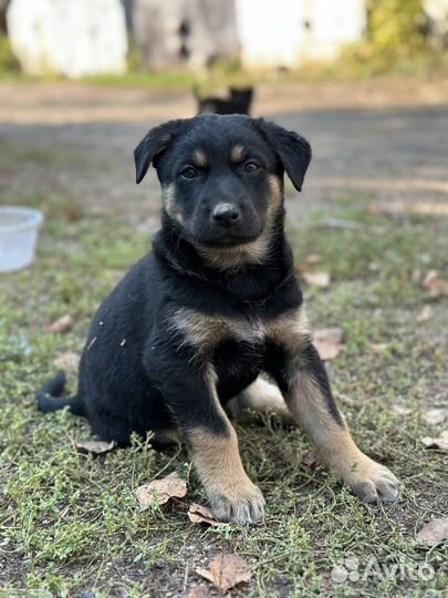 Щенок 1,5 мес