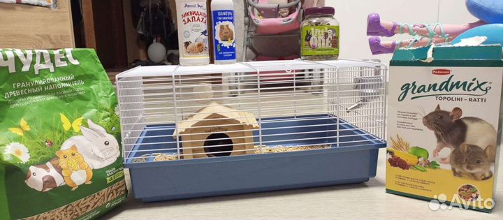 Крысы дамбо девочки