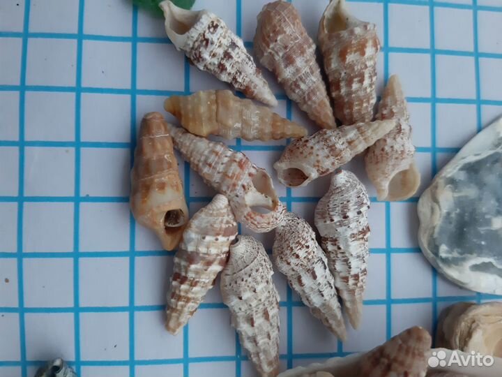 Ракушки Стромбус. Ракушки умбониум