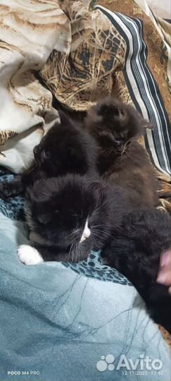 Котята 1,5 месяца