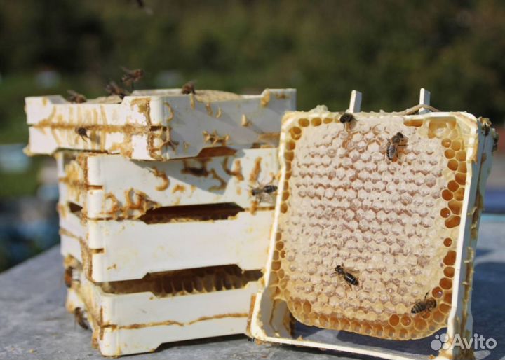 2024 Мед натуральный с Алтая опт