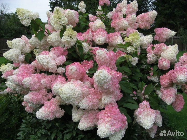 Букеты из живых цветов