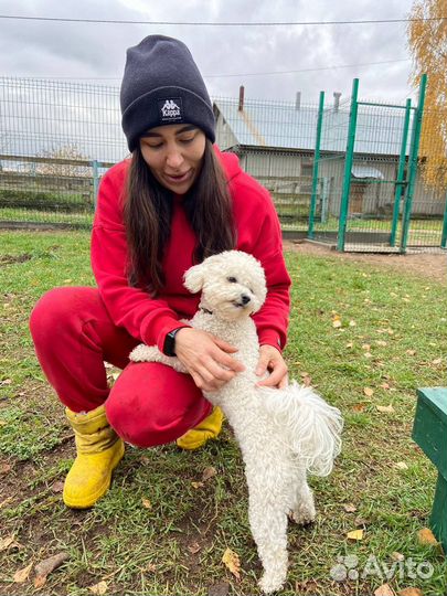 Домашняя/квартирная передержка собак