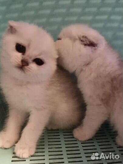 Котёнок шотландский