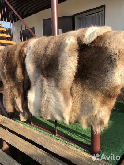 Оленье шкуры