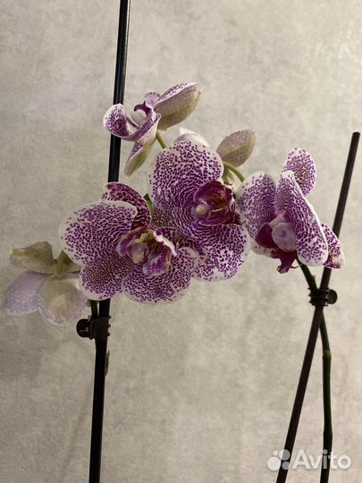 Орхидея Пандора