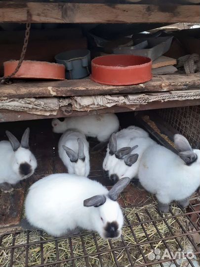 Калифорнийские кролики