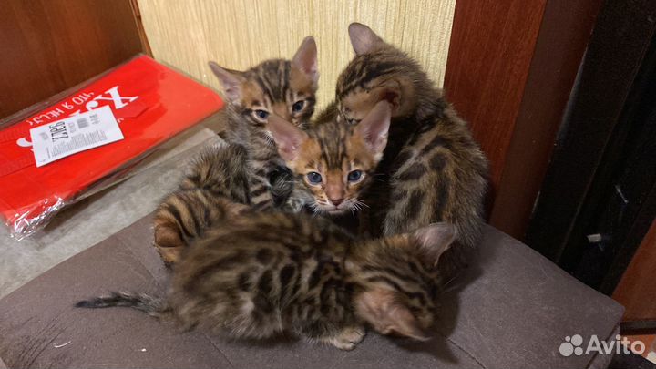 Бенгальские котята