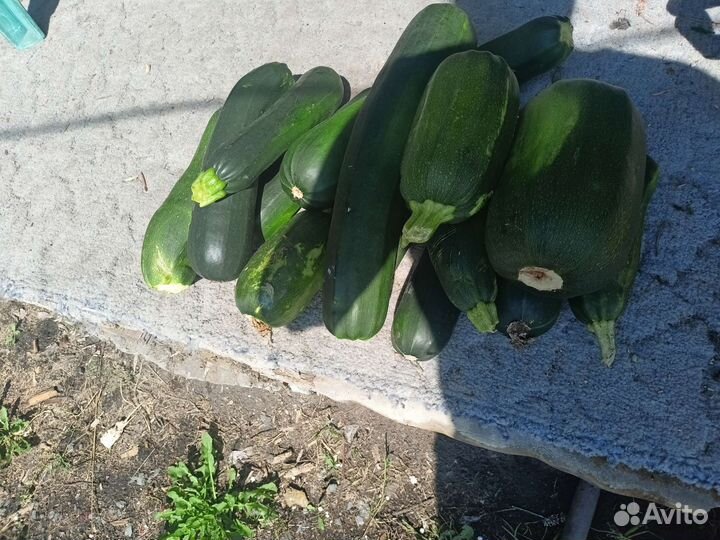 Продам кабачки