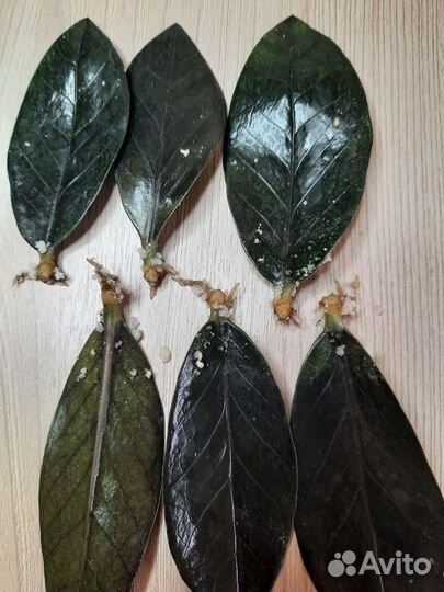 Замиокулькас черный равен