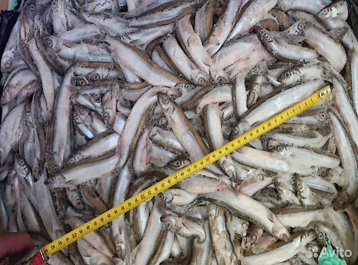 Килька лосось пикша сельдь оптовые поставки