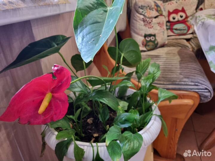 Замиокулькас