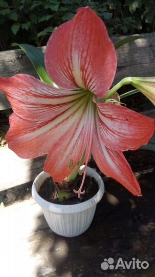 Гиппеаструм