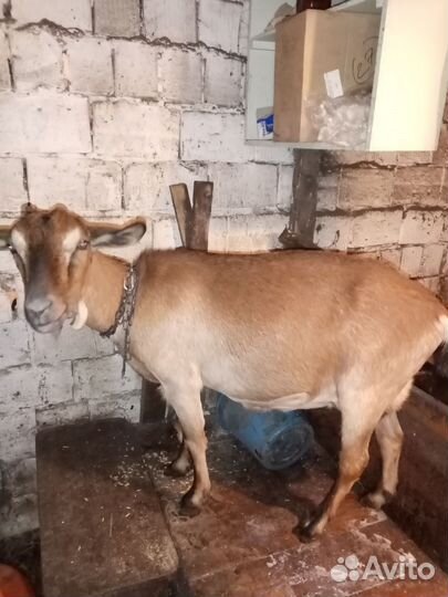 Коза дойная