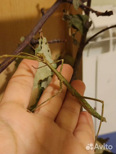 Палочник Аннамский детки