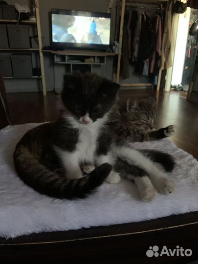 Котенок в добрые руки