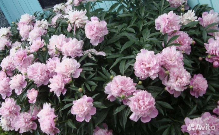 Пионы розовые и белый