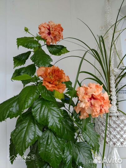 Гибискус (черенки на срез для укоренения)